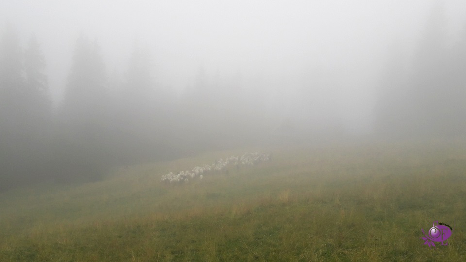 Owce na Rusinowej Polanie